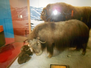 Here is a stuffed Musk Ox. Incredible to see in person how big it was.